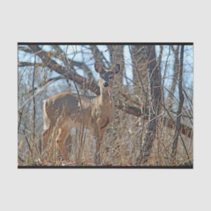Papel De Seda Foto de Wildlife Deer Woods