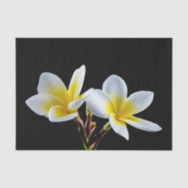 Papel De Seda Foto Floral da Plumeria Amarela bonito