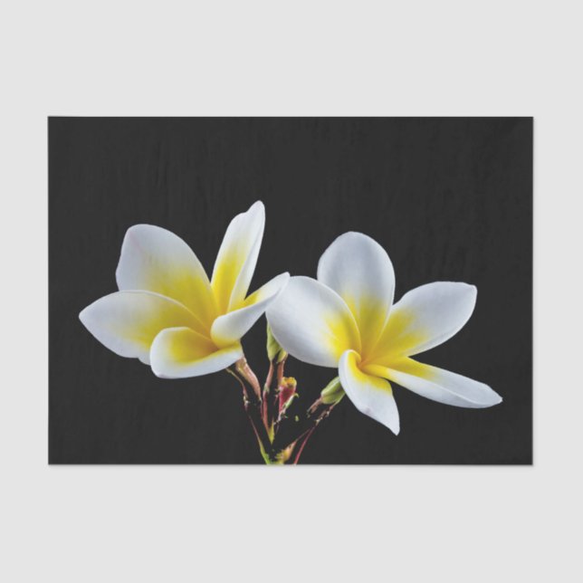 Papel De Seda Foto Floral da Plumeria Amarela bonito (Frente )
