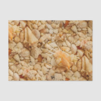 Foto litoral dos Seashells