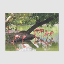 Papel De Seda Foto rosa Flamingo Flock Wildlife