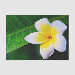 Papel De Seda Fotografia de Flor de Plumeria