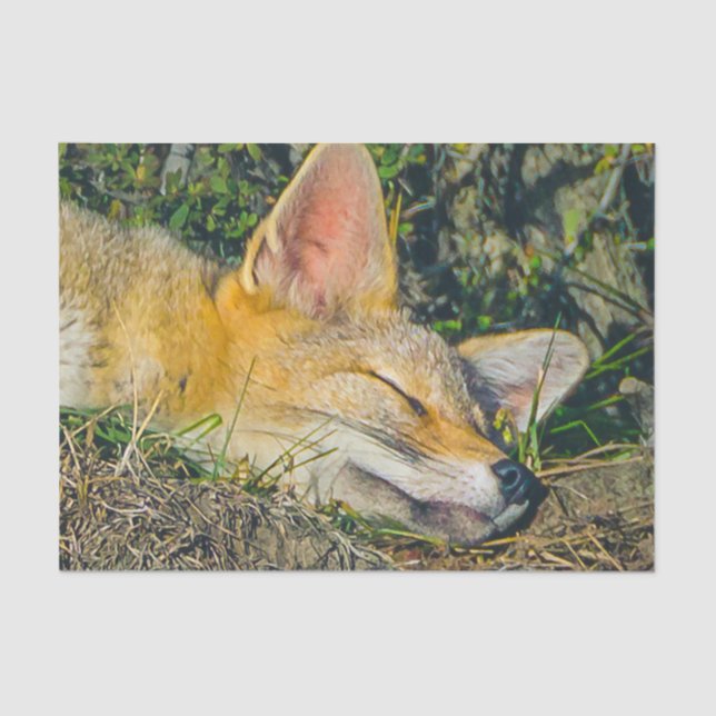 Papel De Seda Fotografia de vestimenta de raposa adorável (Frente )