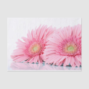 Papel De Seda Fotografia Elegante de Gerbera Daisies Rosa
