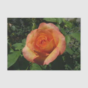 Papel De Seda Fotografia Floral Laranja Peach Rosa