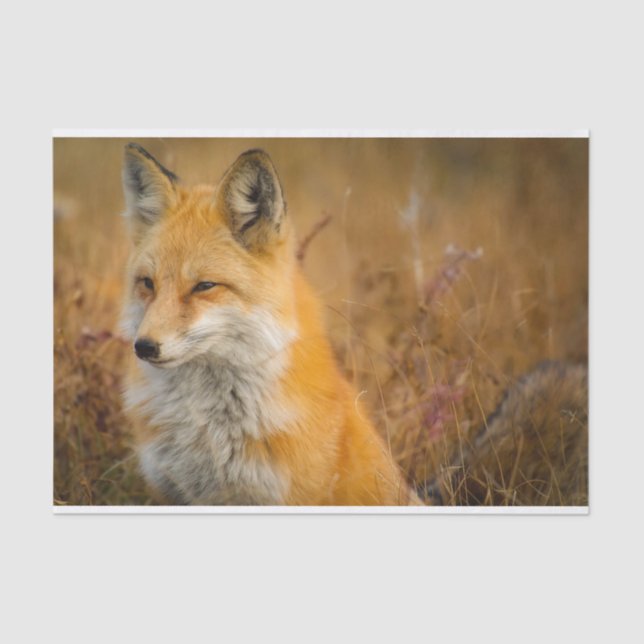 Papel De Seda Fotografia natural de Fox Vermelha Cura (Frente )