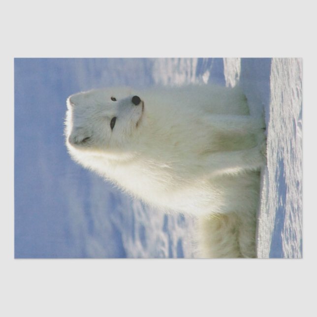 Papel De Seda Fox Árctica de inverno (Frente )