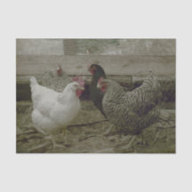 Frango Caipira Antigo Vintage
