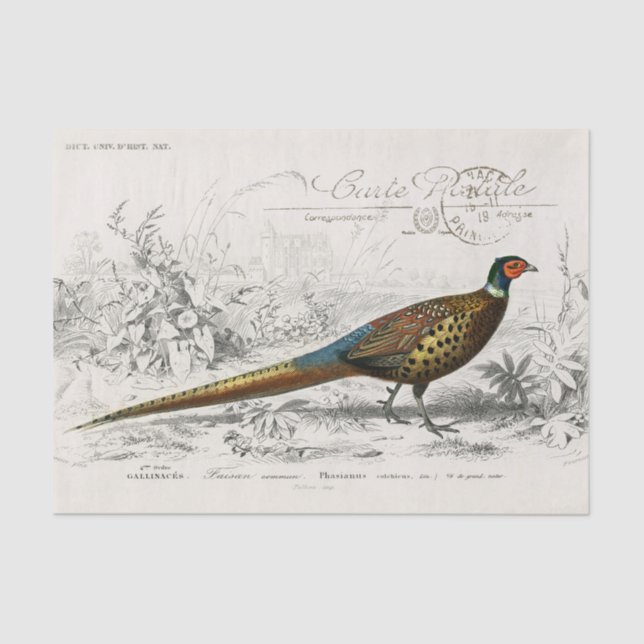Papel De Seda French Pheasant Bird Carte Postale Decoupage Vint (Frente )