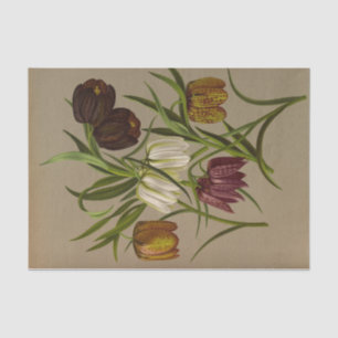 Papel De Seda Fritillaria Meleagris, Arentina Hendrica Arendsen