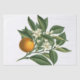 Papel De Seda Fruta de Laranja Botânica Vintage e Branco-Flor