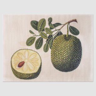 Papel De Seda Fruta e Folhagem de Durian