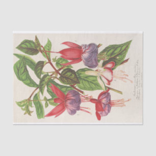 Papel De Seda Fuchsia (Nouvelles Varietes de) por Charles Lemair