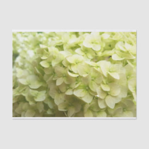 Papel De Seda Fundo branco da flor do Hydrangea