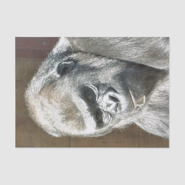 PAPEL DE SEDA FUNNY GORILLA (Frente )