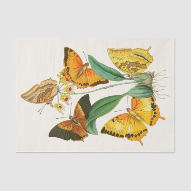 Papel De Seda Gabinete de Entomologia Oriental Pl XXII (Frente )