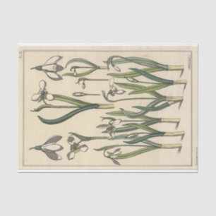 Papel De Seda Galanthus, Botânica Série de Eugene Grasset