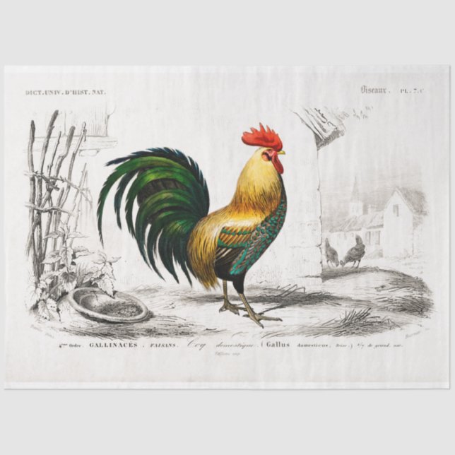 Papel De Seda Galinha de Fazenda de Ephemera de Rooster (Frente )