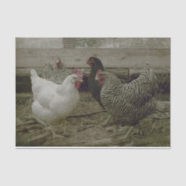 Papel De Seda Galinha Vintage Barnyard Country