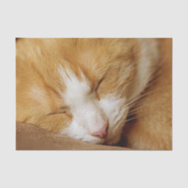 Papel De Seda Gatinho Dormindo