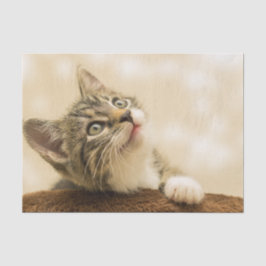 Papel De Seda Gatinho Fofo com uma Pata Estimulada