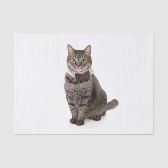 Papel De Seda Gato em Tuxedo (Frente )