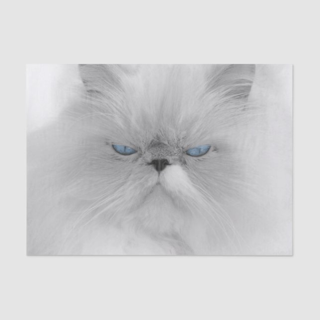 Papel De Seda Gato persa Grouchy (Frente )