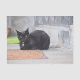 Papel De Seda Gato Preto Fofo Antigo Pintura Digital Arte