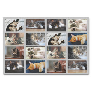 Papel De Seda Gatos bonitos e modelo da foto dos gatinhos em