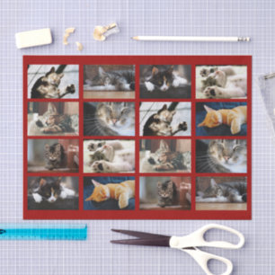 Papel De Seda Gatos bonitos e modelo da foto dos gatinhos na