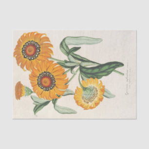 Papel De Seda Gazania esplendens (hybride) por Charles Lemaire