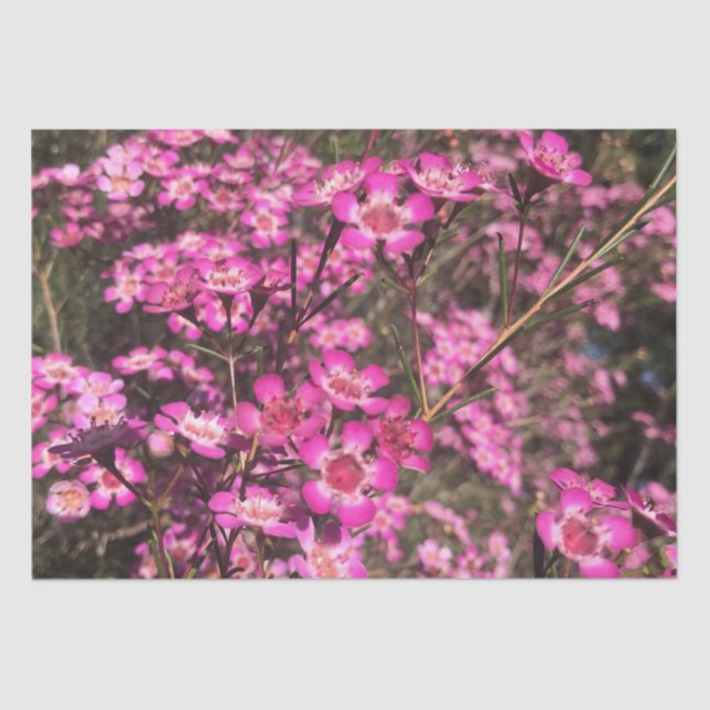 Papel De Seda Geraldton Wax (Frente )