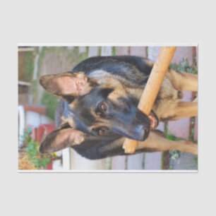 Papel De Seda German shepherd por Shirley Taylor