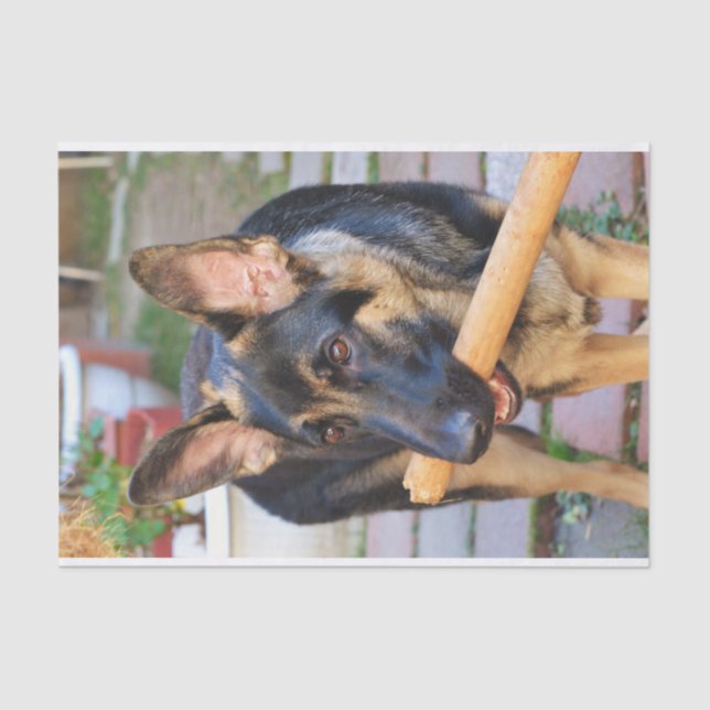 Papel De Seda German shepherd por Shirley Taylor (Frente )