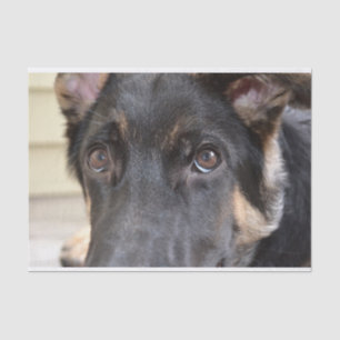 Papel De Seda german shepherd por Shirley Taylor