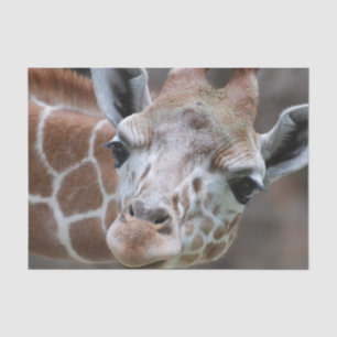 Papel De Seda Girafa bonito