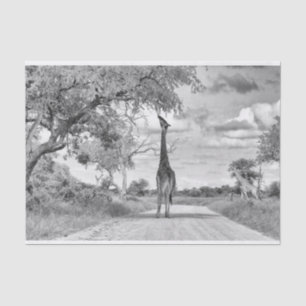 Papel De Seda Girafa na estrada