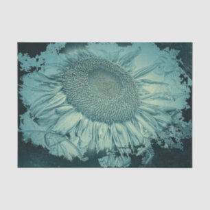 Papel De Seda Girassóis Gigantes Vintage Teal Vignette Textura