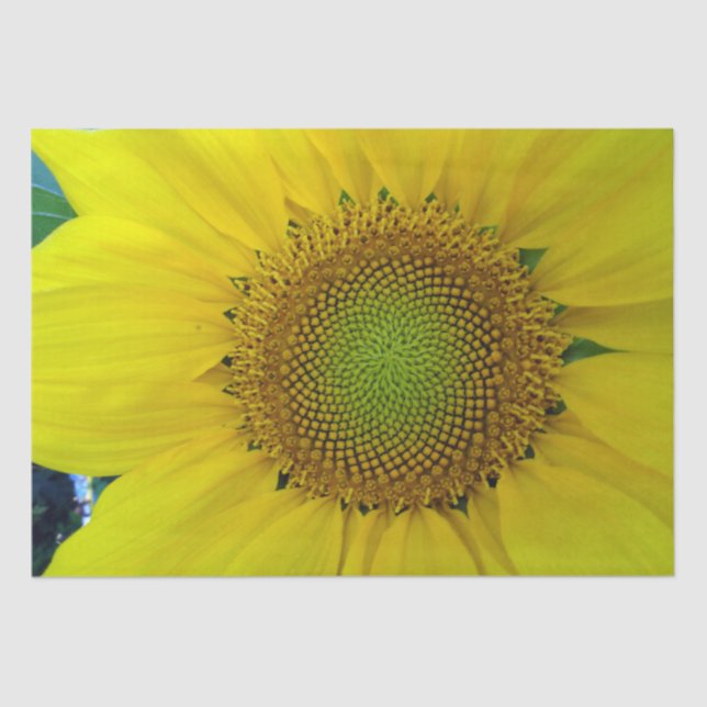 Papel De Seda Girassol e sementes, espiral, rácio Ouro (Frente )