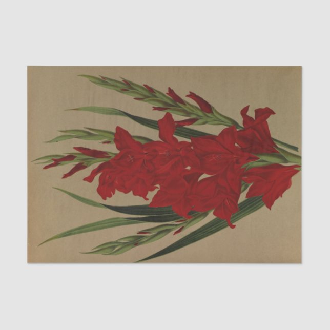Papel De Seda Gladiolus Gandavensis. Var. Brench Leyensis (Frente )
