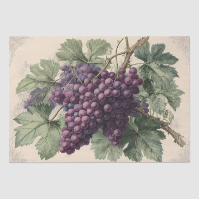 Papel De Seda Gravura Antiga de Uvas de Vinha (Frente )