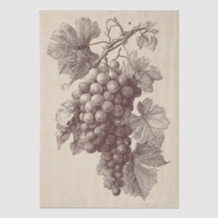Papel De Seda Gravura Antiga de Uvas de Vinha