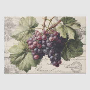 Papel De Seda Gravura Antiga de Uvas de Vinha