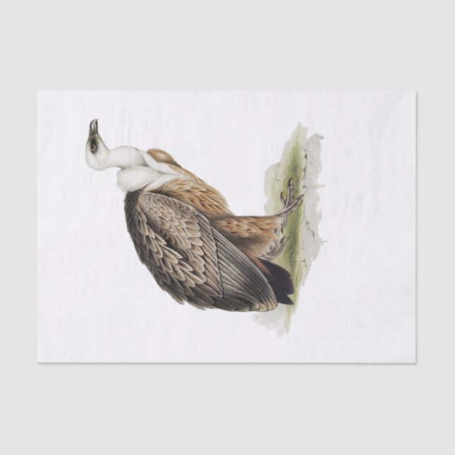 Papel De Seda Griffon Vulture Decoupage (Frente )