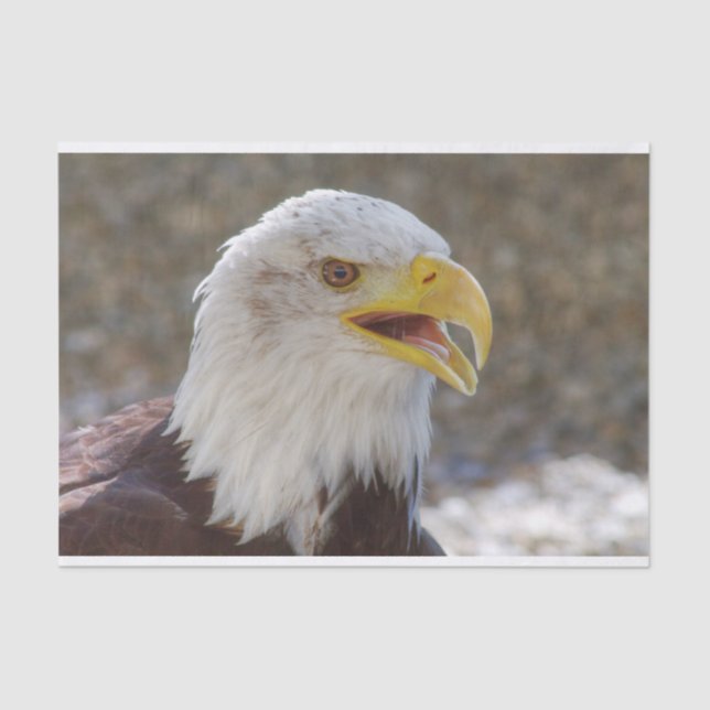 Papel De Seda Haliaeetus leucocephalus (Frente )