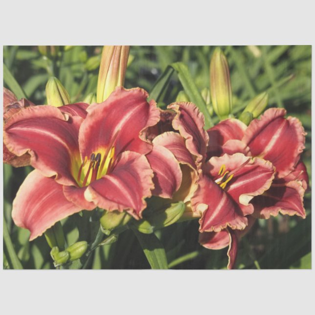 Papel De Seda Hemerocallis (Frente )