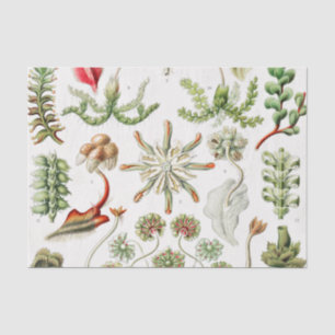 Papel De Seda Hepaticae Lebermoose por Ernst Haeckel