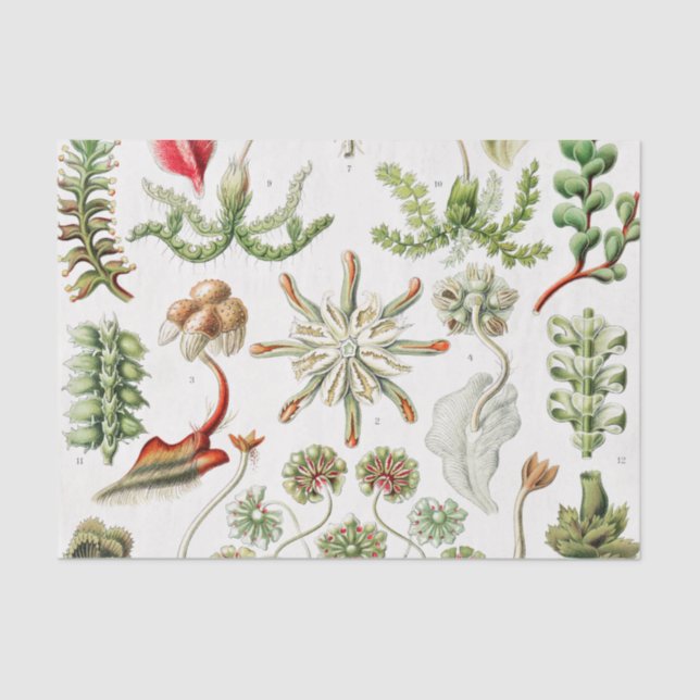 Papel De Seda Hepaticae Lebermoose por Ernst Haeckel (Frente )