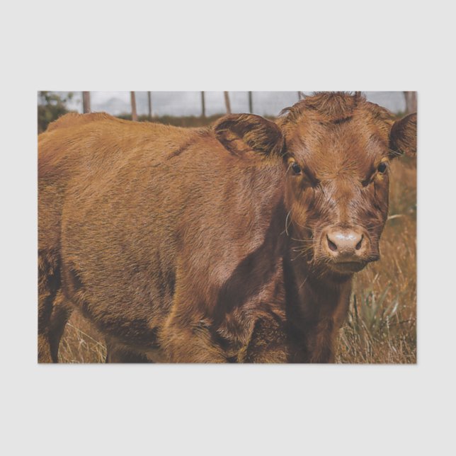 Papel De Seda Hereford Cow Baby at Field Landscape (Frente )