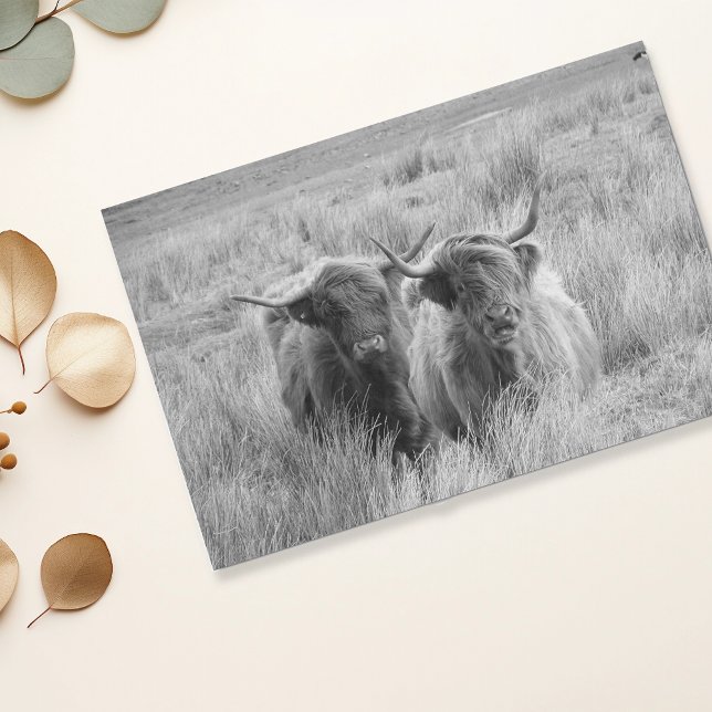 Papel De Seda Highland Cow Scotland - Tecido Branco Russo Negro (Criador carregado)
